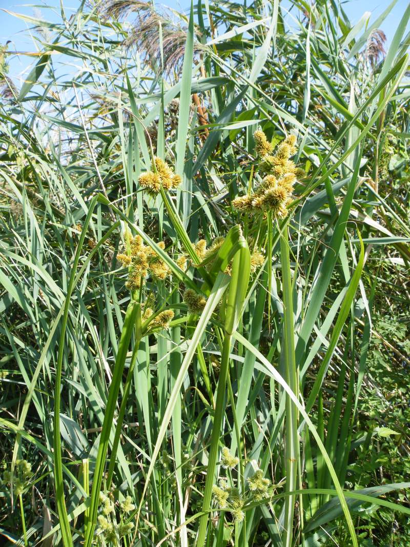 Cyperus glomeratus